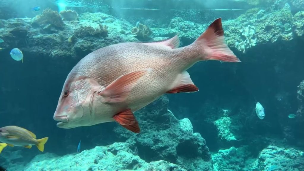 "Churaumi Aquarium" Ocean Expo Park Okinawa