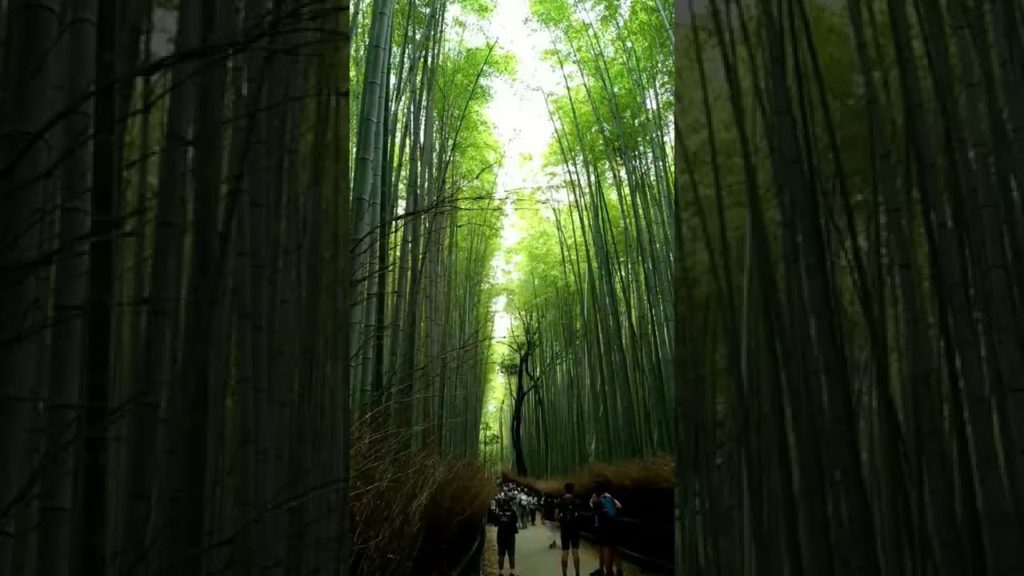 Kyoto Top 8 Must-Visit Places #shorts #travel #amazing #japan