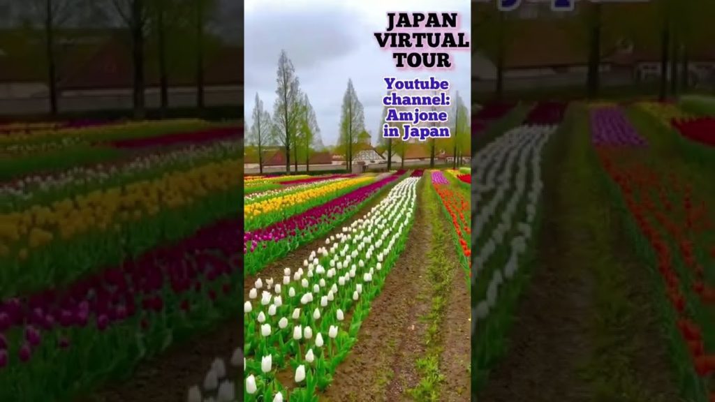 JAPAN VIRTUAL TOUR blumen hugel hino cho shiga japan 2022 4k videos JAPAN VIRTUAL TOUR blumen hugel hino cho shiga japan 2022 4k videos