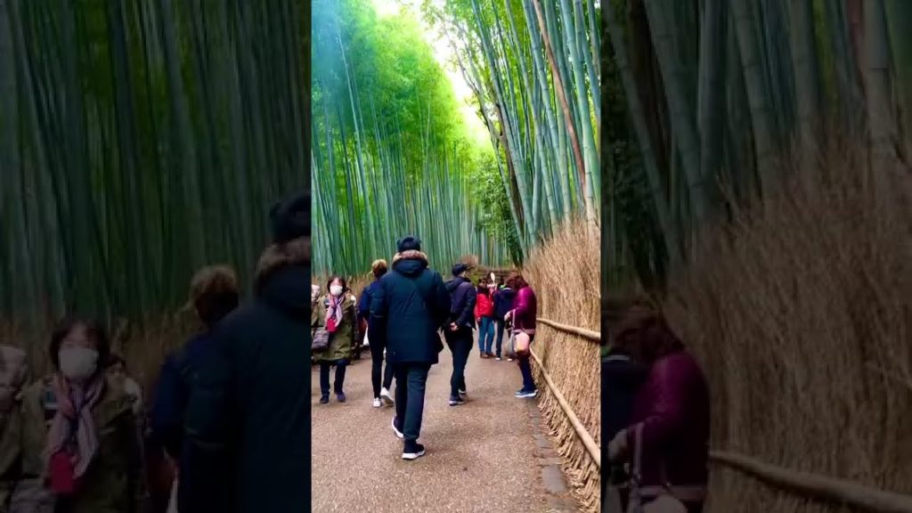 Arashiyama Bamboo Grove, Kyoto Japan | Beautiful Place in Japan Arashiyama Bamboo Grove, Kyoto Japan | Beautiful Place in Japan