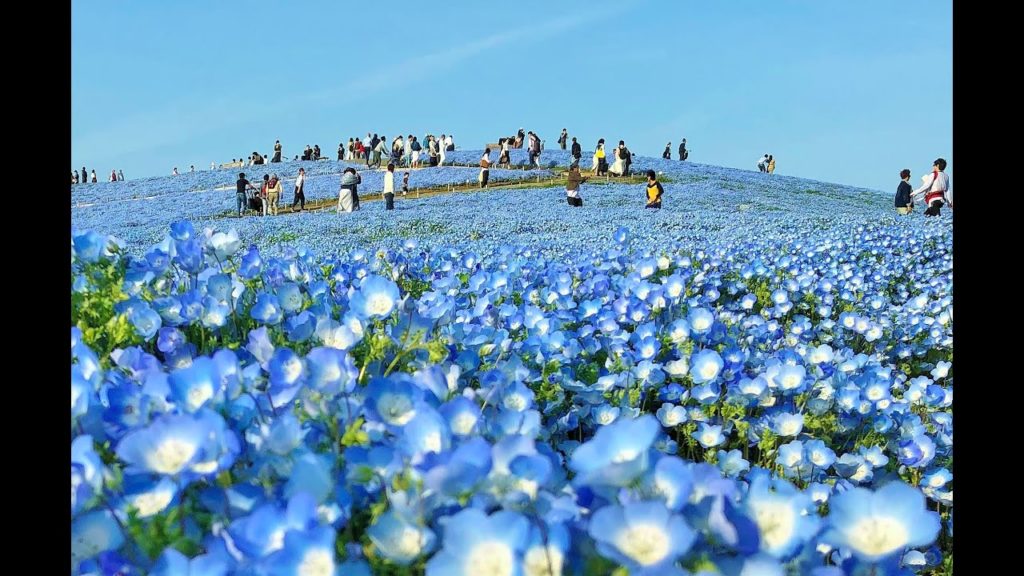 Nemophila Harmony 2019 ネモフィラ ハーモニー2019 - Hitachi Seaside Park, Japan