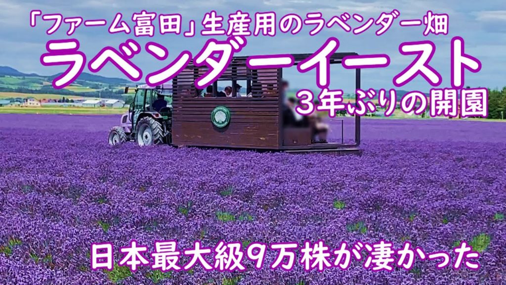 富良野ラベンダーイーストの９万株のラベンダーが満開の見頃を迎えています。日本最大級の生産用のラベンダー畑が満開です。ラベンダーバスも運行中。３年ぶりで７月２４日迄開放中