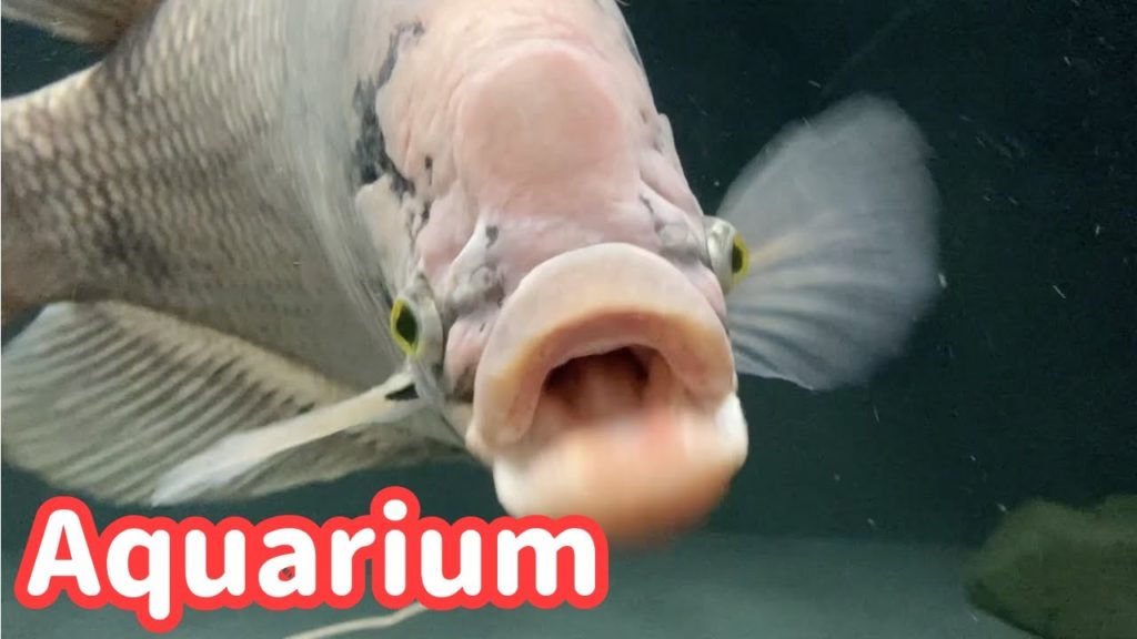 Amusement aquarium tour | What is the half and half axolotl? Amusement aquarium tour | What is the half and half axolotl?