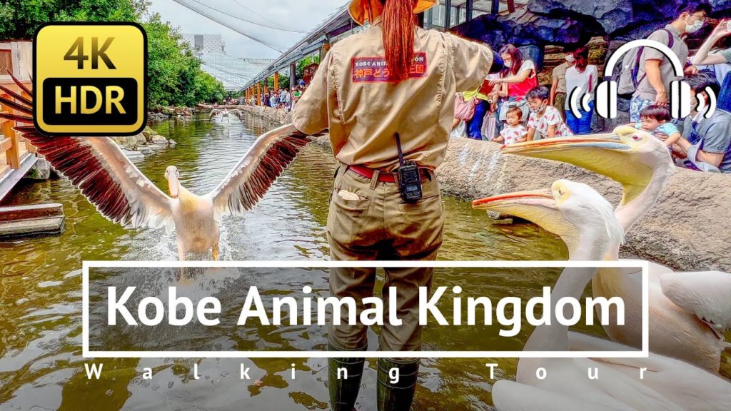 [4K/HDR/Binaural] Kobe Animal Kingdom Walking Tour - Hyogo Japan