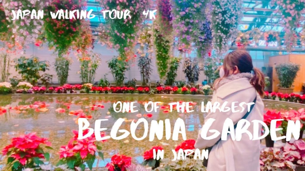 Japan Walk Tour 【Begonia Garden at Nabana no Sato】Mie 4K Japan Walk Tour 【Begonia Garden at Nabana no Sato】Mie 4K
