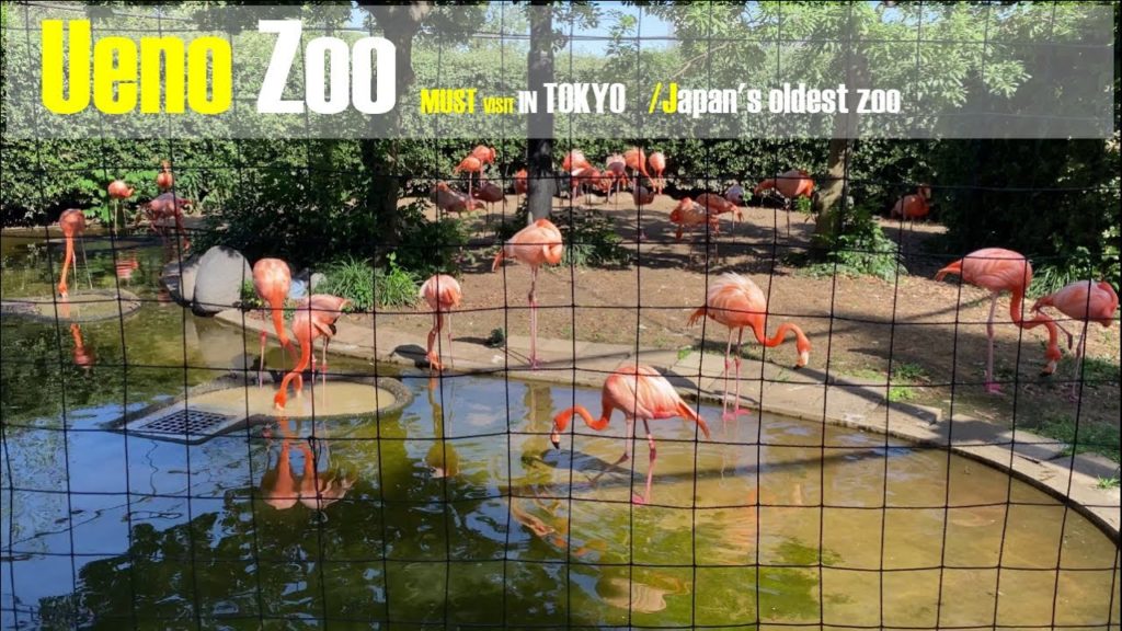 Tokyo Ueno Zoo Japan | A Visit to the Ueno Park Zoo | Japan's oldest zoo | Tokyo Zoo