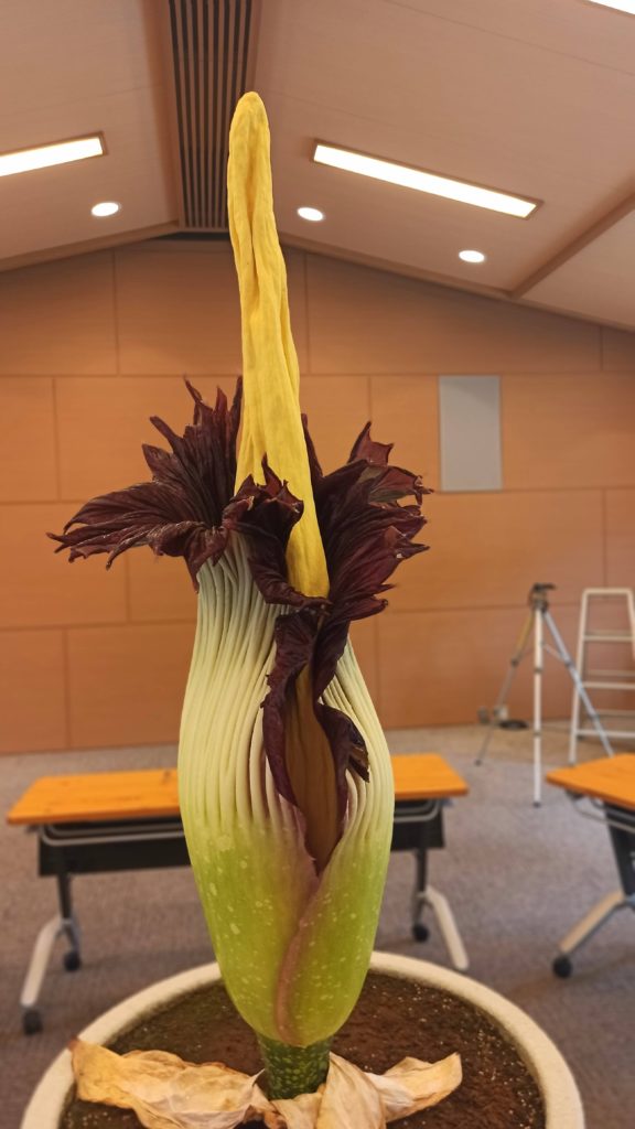 For the first time in 7 years, the giant Indonesian Corpse Flower bloomed last weekend at the Takeda Corp. medicinal garden on the slope of of Mt. Hiei, Kyoto. It stinks (OC)
