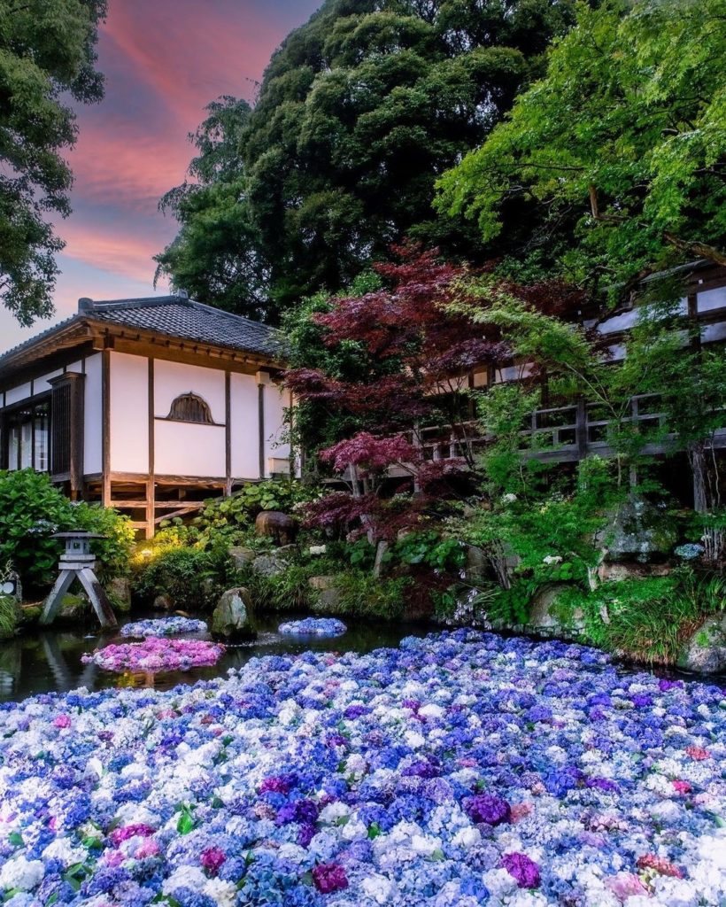 Visit Japan: Hydrangeas (known as ‘ajisai’ in Japanese) are a symbol of early summer in Japan… Hydrangeas (known as 'ajisai' in Japanese) are a symbol of early summer in Japan...