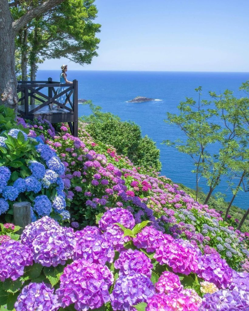 Over 2 million hydrangeas in over 80 varieties bloom beside the Hyugu-nada Sea a...