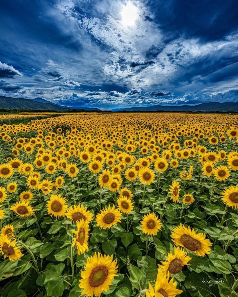 Japan Travel: Zeniri Terashima is an uninhabited island in Tokushima’s Yoshino River, and duri… Zeniri Terashima is an uninhabited island in Tokushima's Yoshino River, and duri...