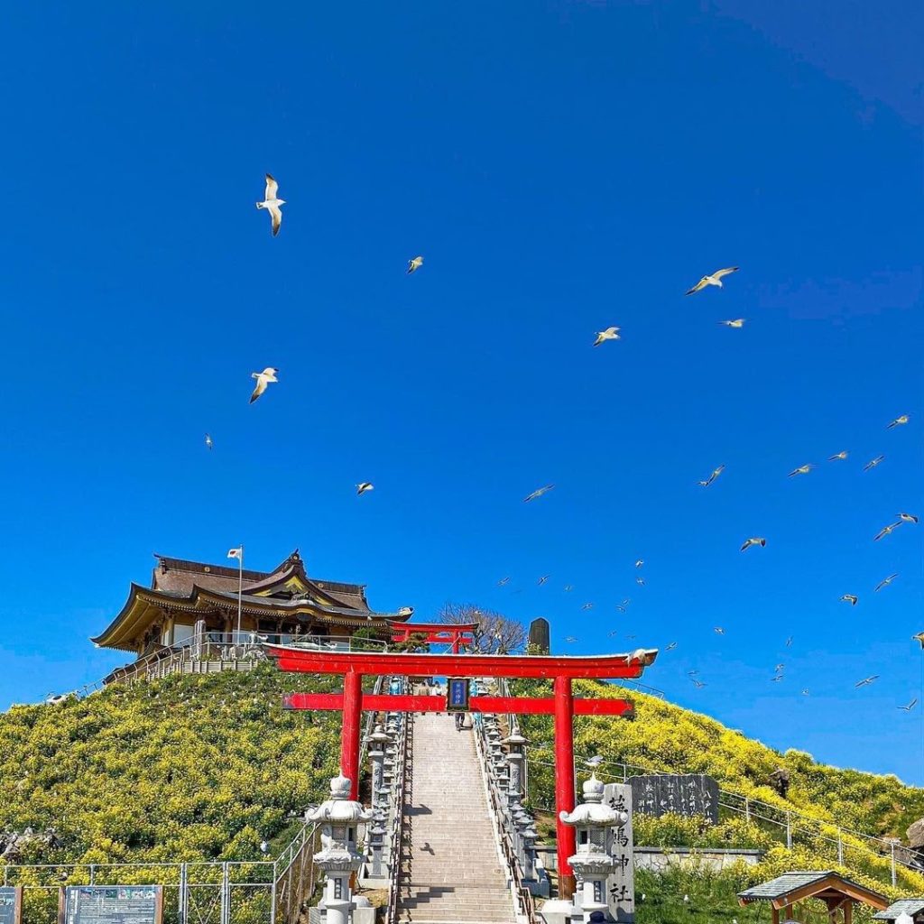Visit Japan: Ever seen a shrine with so many gulls flying around it?
A large colony of black… Ever seen a shrine with so many gulls flying around it?
A large colony of black...