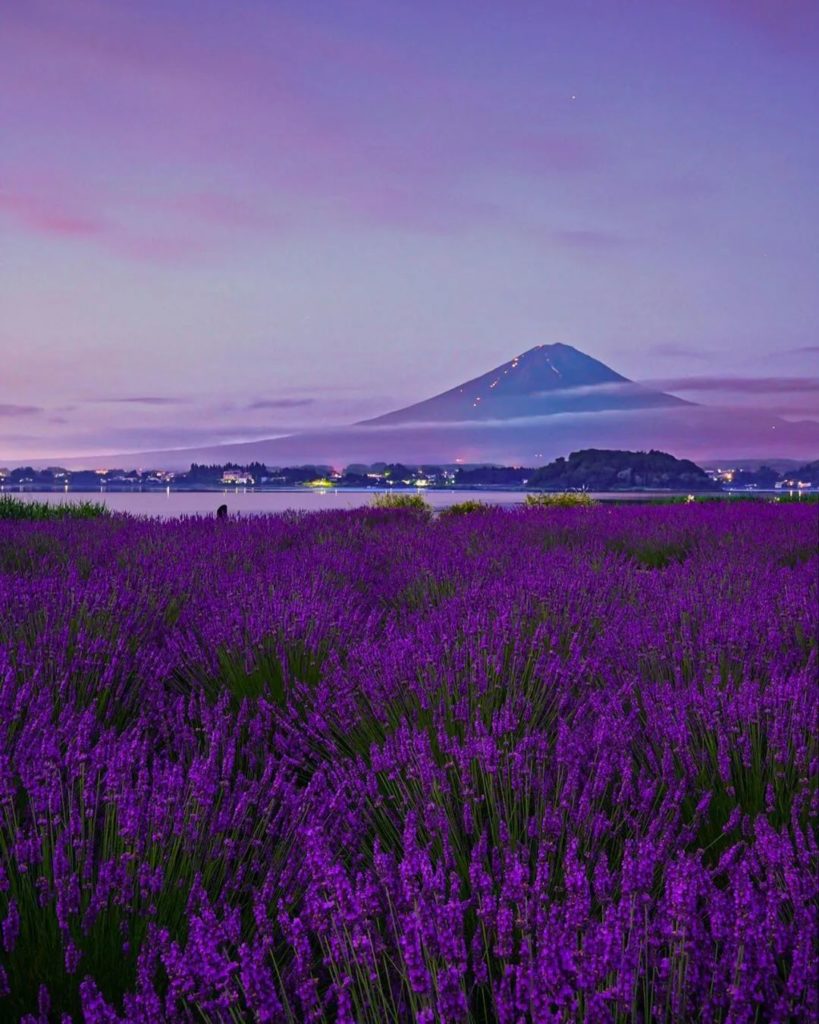 Yamanashi's Oishi Park is a lovely spot to visit for those who enjoy the color a...