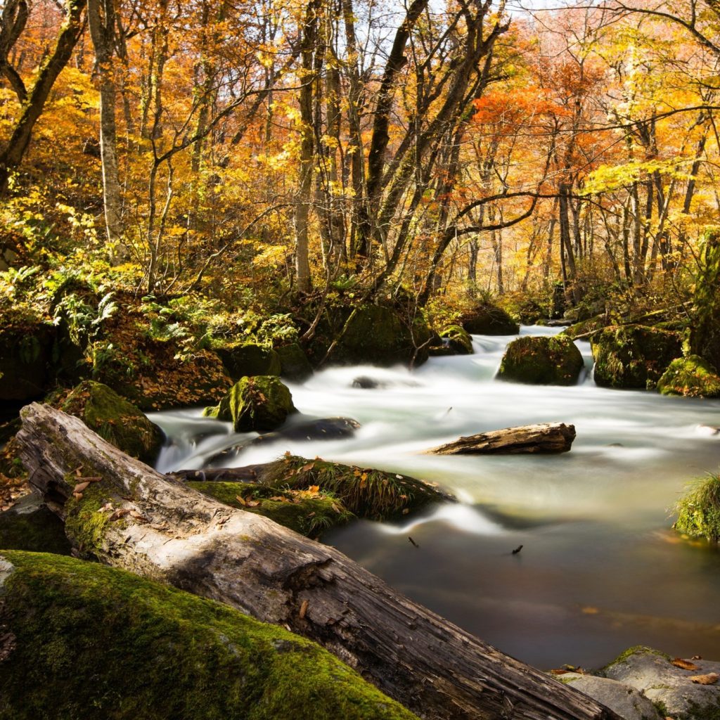 Let's explore Aomori Prefecture!⁠
⁠
 Hike or cycle the trails along Oirase Strea...