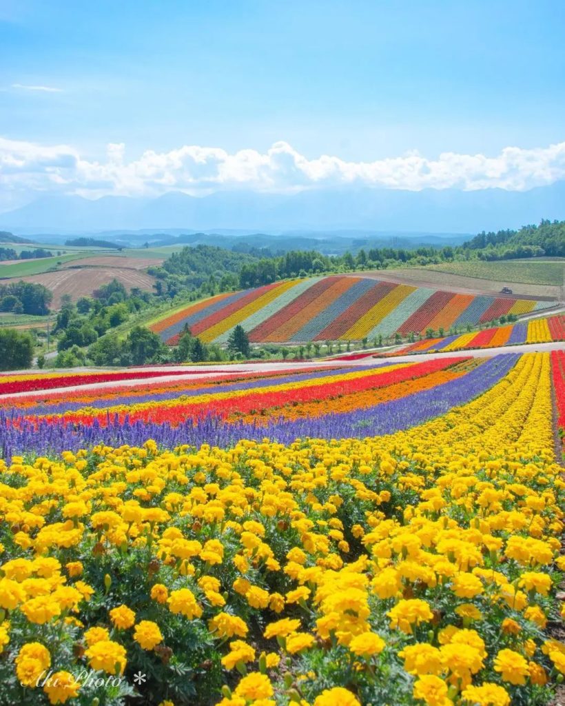 Summer in Hokkaido is a great time to enjoy seasonal flowers, and one of the bes...