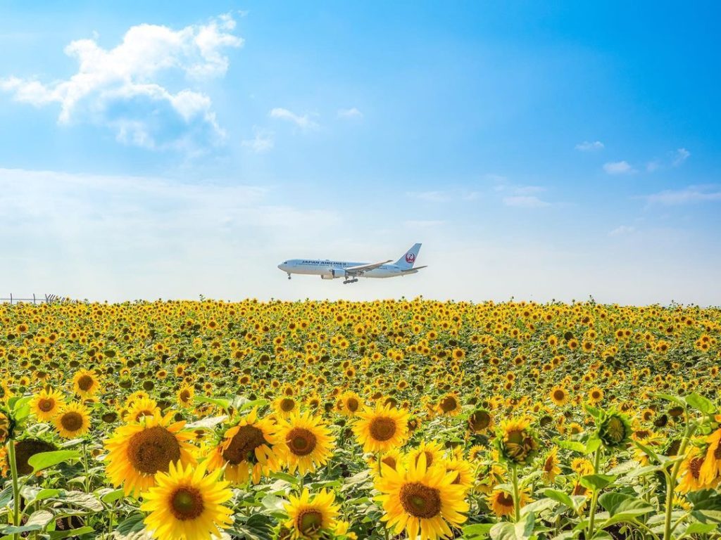 Japan Airline: .
地平線まで広がるヒマワリ畑
#女満別空港 の夏の絶景
#FreshAirJuly  A field of sunflowers stretching out… .
地平線まで広がるヒマワリ畑
#女満別空港 の夏の絶景
#FreshAirJuly  A field of sunflowers stretching out...