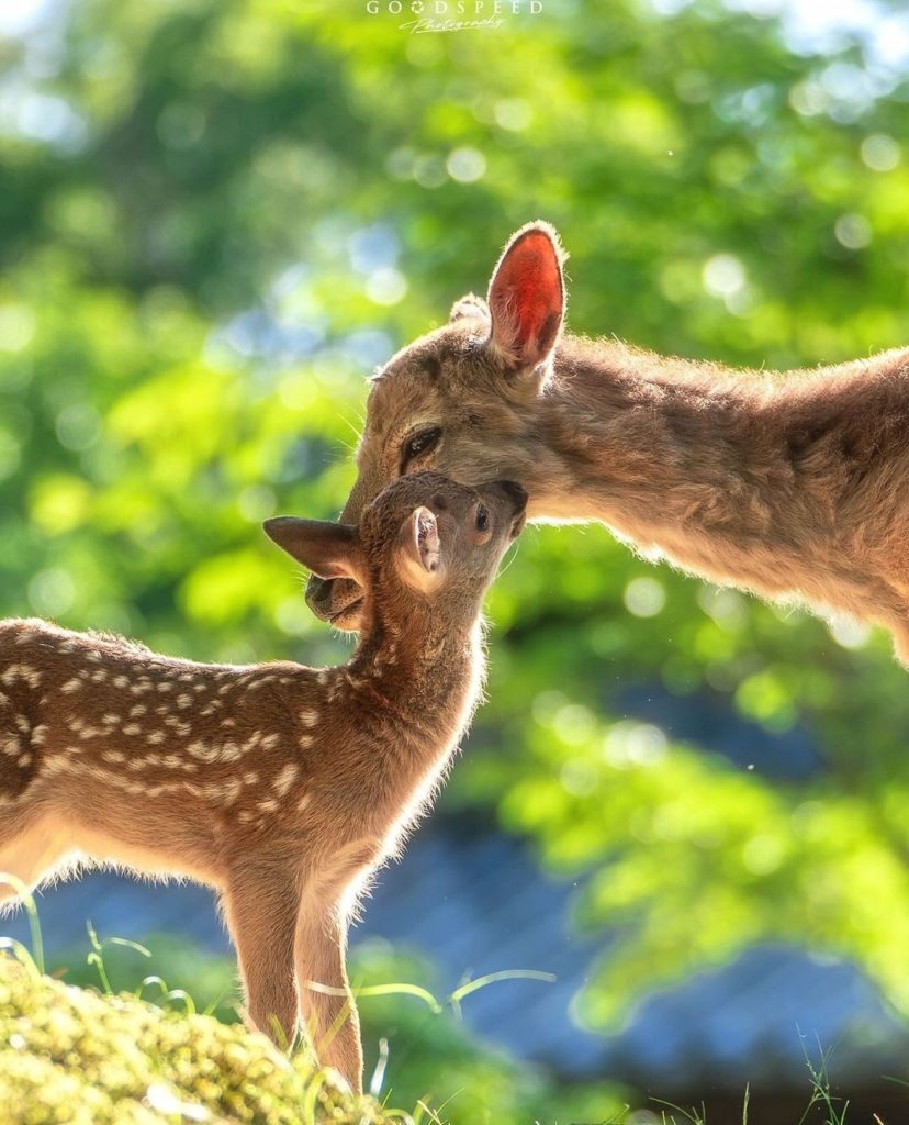 We are positively FAWNING over this cutie ⁠
⁠
Shika deer can be found all over t...