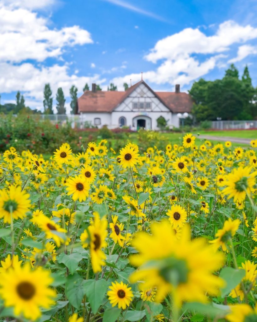 .
ドイツの農村をモチーフにしたテーマパーク #ブルーメの丘 
一面に広がるヒマワリ畑は夏休みの期間中楽しめます
#FreshAirJuly  Blumen H...