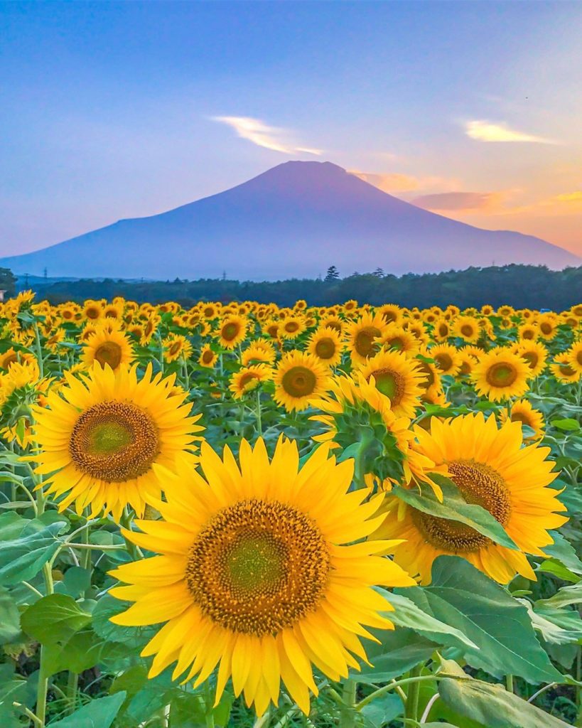 .
#富士山 を背に咲き誇るヒマワリ
美しい夕焼け空に夏の暑さも和らぎませんか？
#FreshAirJuly

Sunflowers in full bloom...