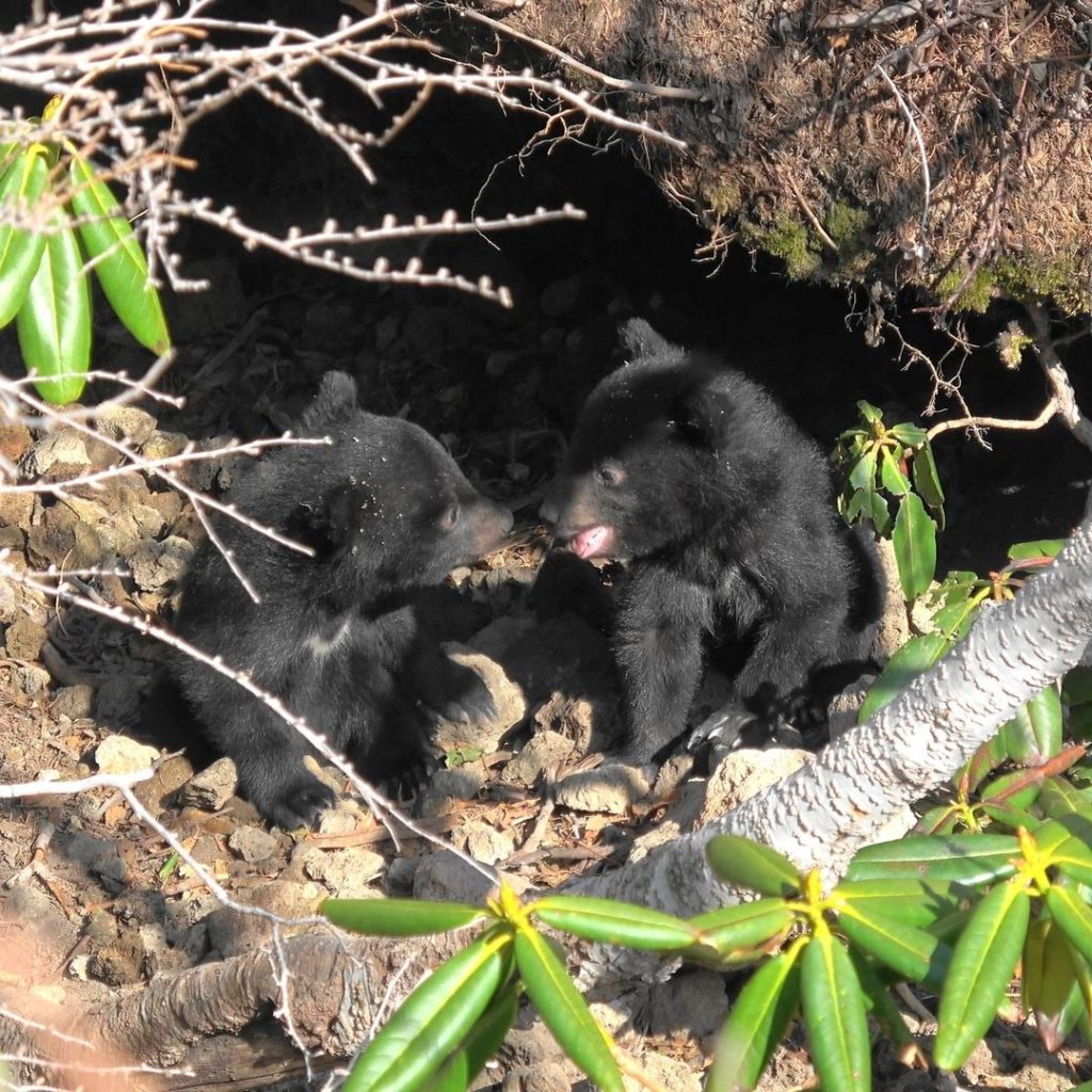 Visit Japan: Why, hello bear! 
Asiatic black bears are the largest mammal found on 3 of Ja… Why, hello bear! 
Asiatic black bears are the largest mammal found on 3 of Ja...