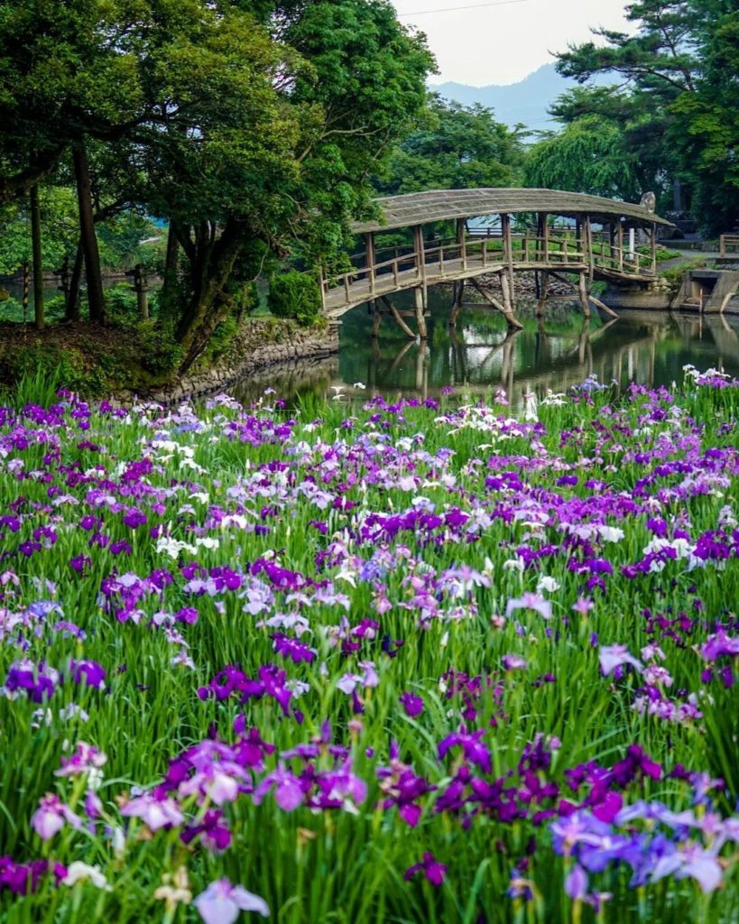 Visit Japan: A bed of Japanese irises flowering on the grounds of Yuge Shrine in Ehime Prefec… A bed of Japanese irises flowering on the grounds of Yuge Shrine in Ehime Prefec...
