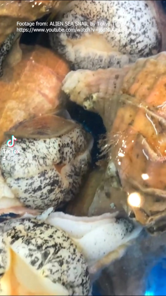 Sushi at home: sea snail (tsubugai)