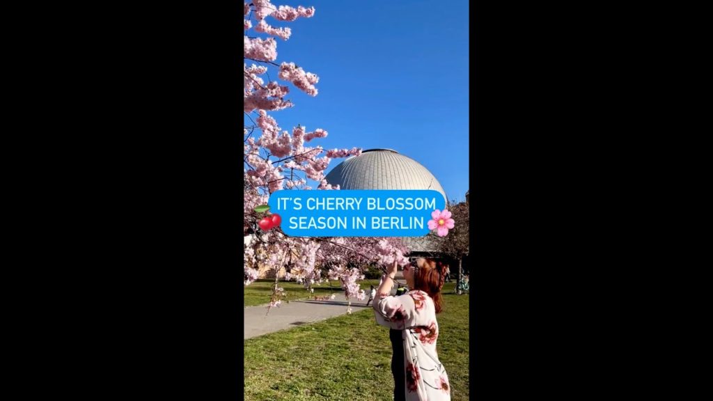 Springtime is cherry blossom time in Berlin 🌸⁠ | #shorts
