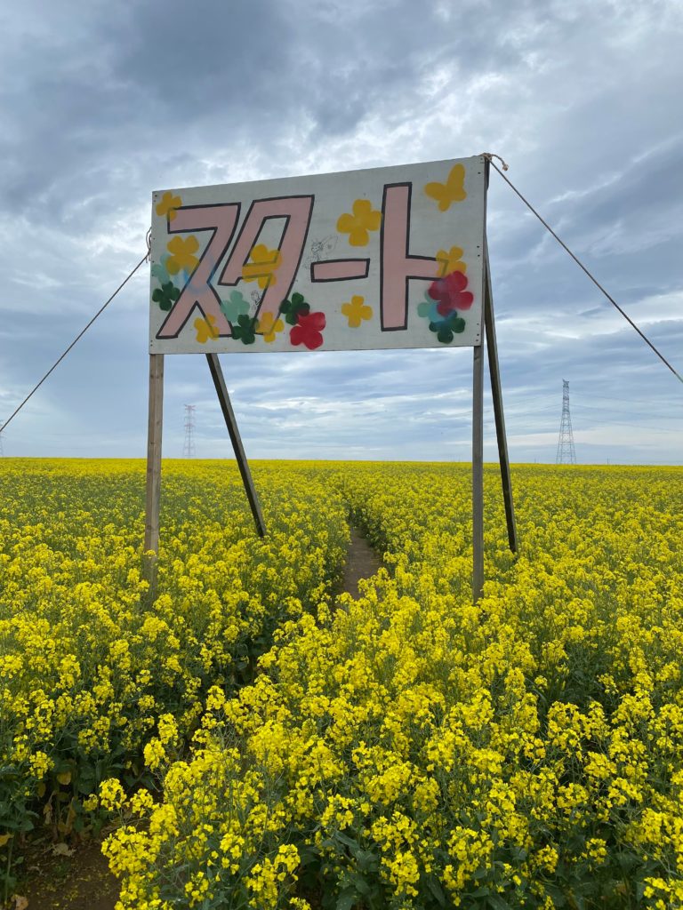 Rapeseed Maze Start Line, Fukushima Prefecture