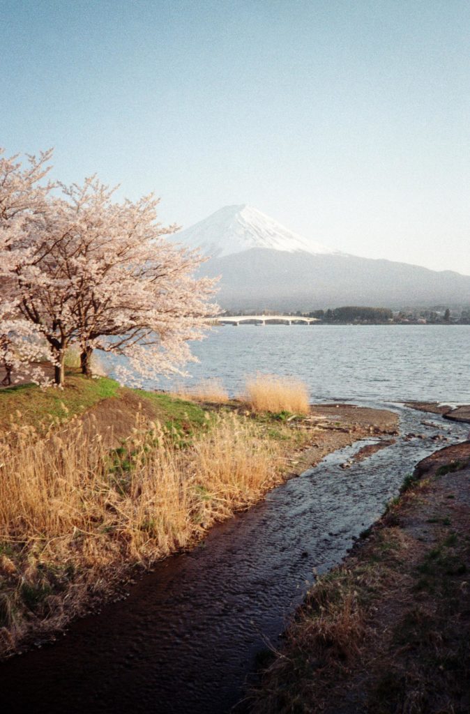 I finally got my film developed, Kodak Gold 200, Kawaguchiko