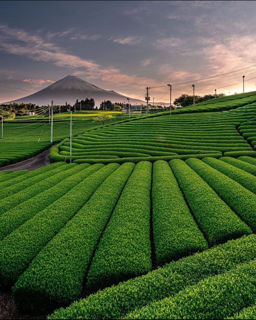 Tea plantation & Mount Fuji | Credit: @yashishi022