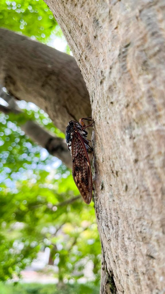 Japanese Cicada