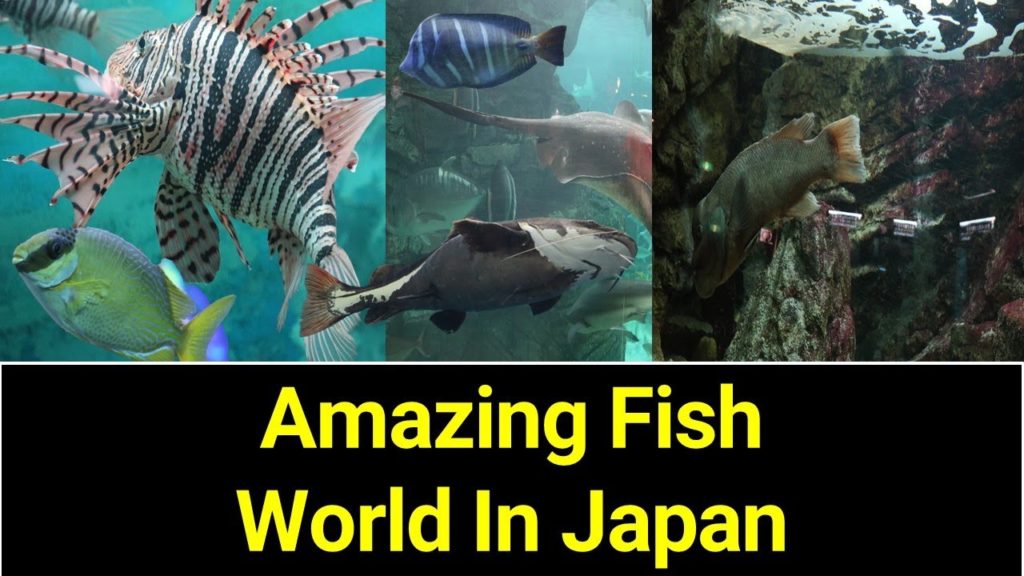 Amazing Fish World In Japan/日本の素晴らしい魚の世界/Incroyable monde des poissons au Japon/mundo de peces en