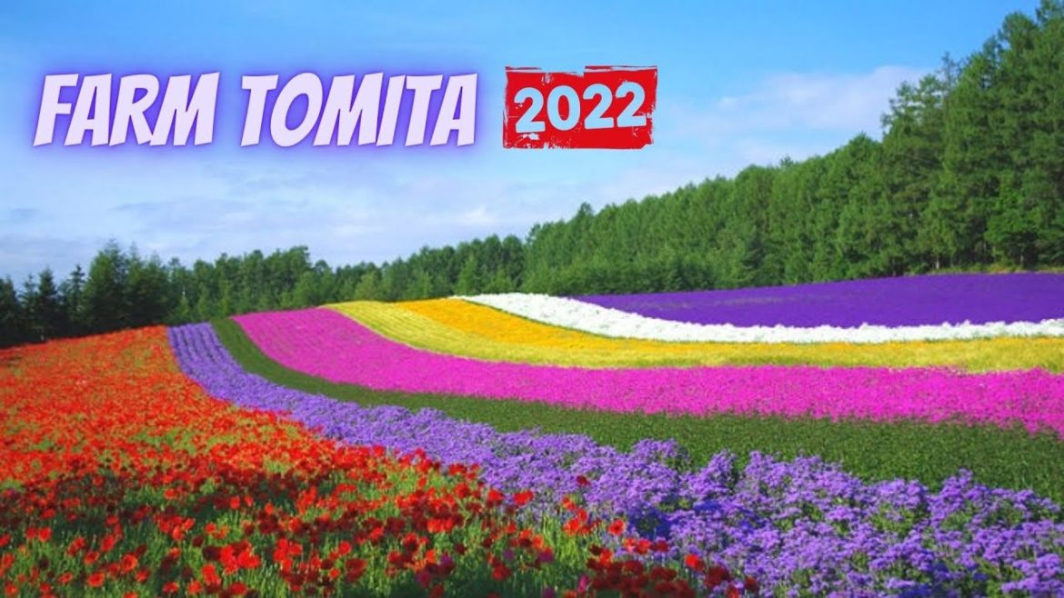 FARM TOMITA [4K] | FURANO LAVENDER FIELD | HOKKAIDO, JAPAN | JAPAN TRAVEL VLOG | MAMUN CHOWDHURY