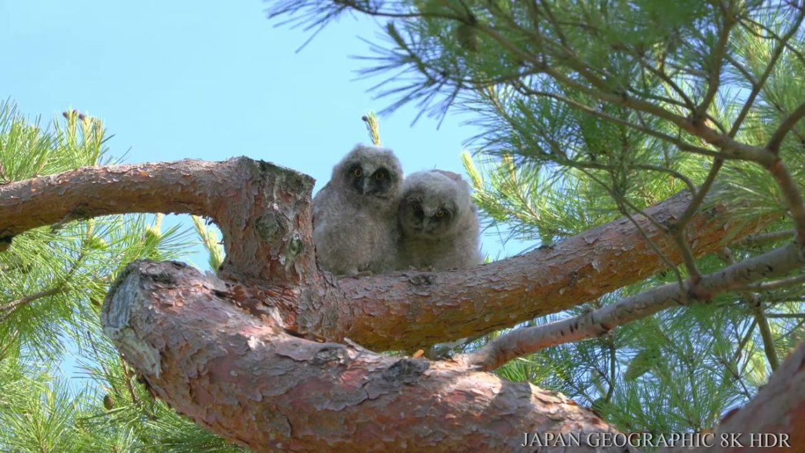 8K HDR 北海道 函館香雪園( 名勝)ミミズクの赤ちゃん Hokkaido, Hakodate Kosetsuen(Scenic Beauty),Owl Chicks