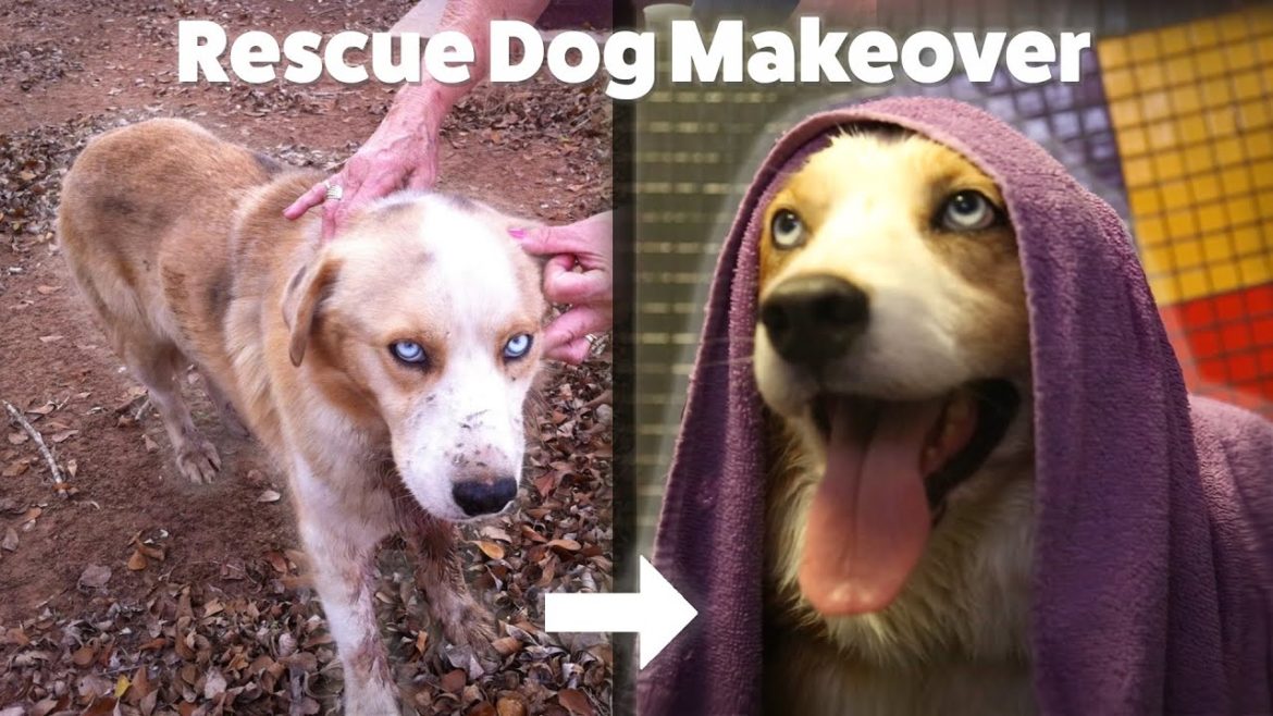 A Rescue Dog Gets A Mud Bath Makeover For The First Time • Doggie Destinations A Rescue Dog Gets A Mud Bath Makeover For The First Time • Doggie Destinations