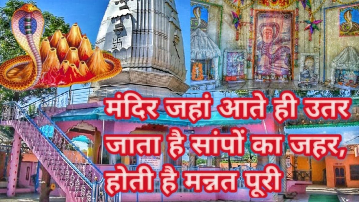 सांप के डसे को भी बचाया जा सकता है यहां पर लाकर | Ichhadhari naag devta mandir gatora pathankot सांप के डसे को भी बचाया जा सकता है यहां पर लाकर | Ichhadhari naag devta mandir gatora pathankot