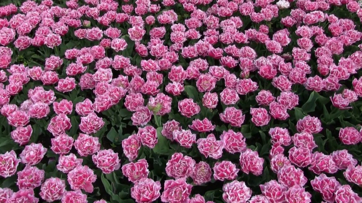 Keukenhof flower garden Holland