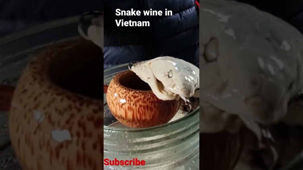 SNAKE WINE IN VIETNAM | MEDICINAL PROPERTIES #wine #snakewine #medicine #travel #vietnam #shorts SNAKE WINE IN VIETNAM | MEDICINAL PROPERTIES #wine #snakewine #medicine #travel #vietnam #shorts