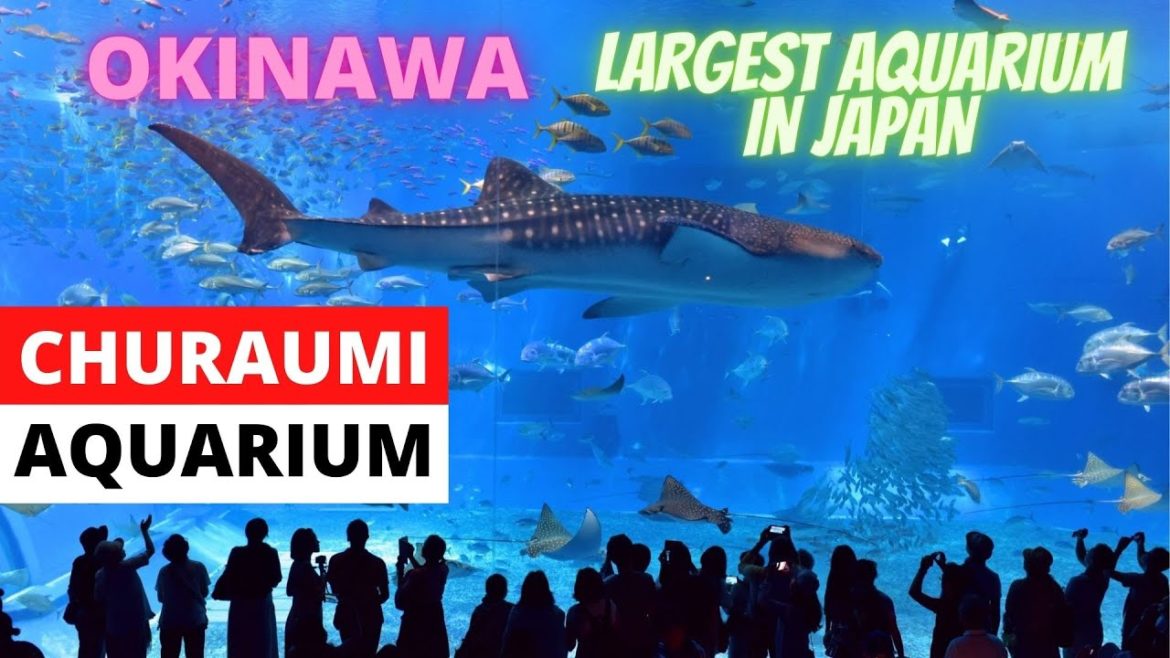 OKINAWA CHURAUMI AQUARIUM [KUROSHIO SEA] | OKINAWA, JAPAN | JAPAN TRAVEL VLOG | MAMUN CHOWDHURY