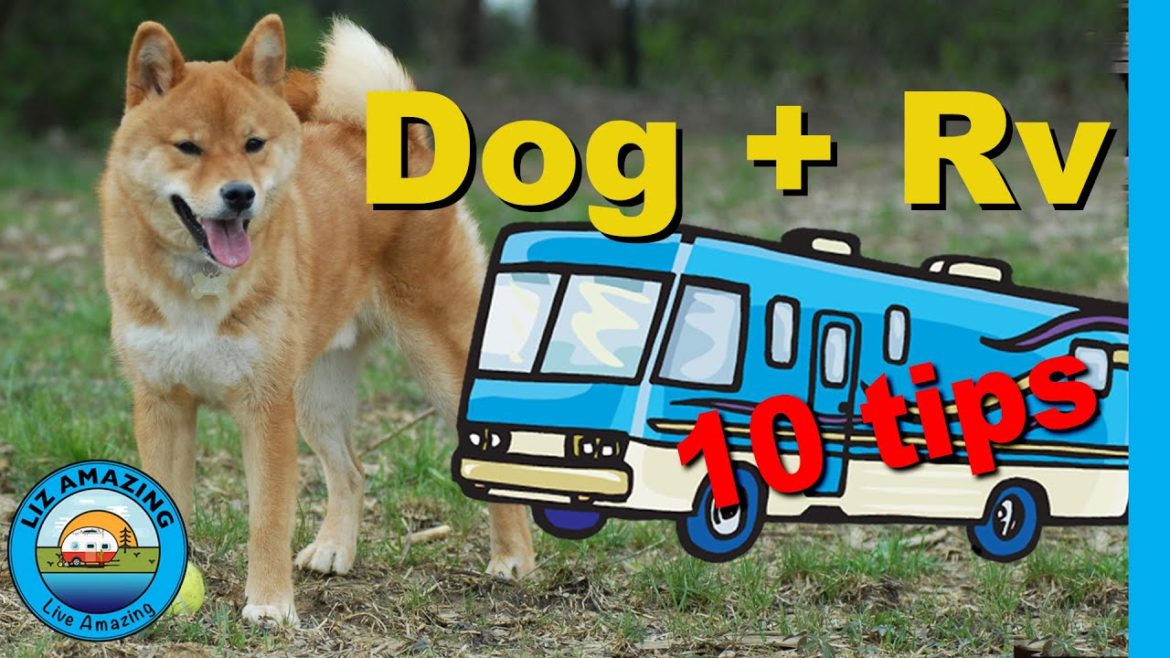 Rv Life: Traveling with a Dog | Don't Make These Mistakes Rv Life: Traveling with a Dog | Don't Make These Mistakes