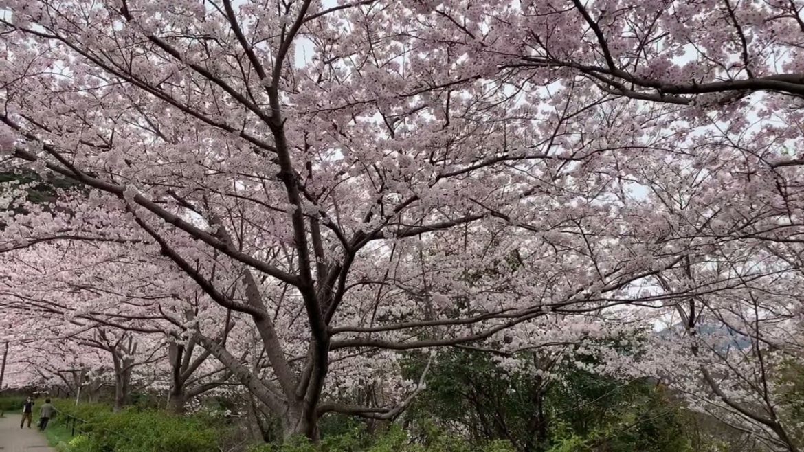 Beautiful Sakura in Spring 2022