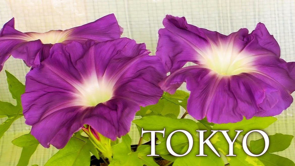 Large-flowered Morning glory, Sunflower and Water hyacinth in Tokyo and surrounding areas. 大輪朝顔展示会 Large-flowered Morning glory, Sunflower and Water hyacinth in Tokyo and surrounding areas. 大輪朝顔展示会