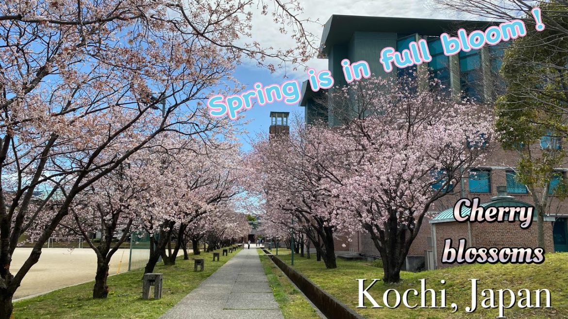 Kochi,Japan 🇯🇵 cherry blossoms in Japan March 2022 4K Walking tour【insta360 one R 1inch】高知の桜 花見散歩 Kochi,Japan 🇯🇵 cherry blossoms in Japan March 2022 4K Walking tour【insta360 one R 1inch】高知の桜 花見散歩