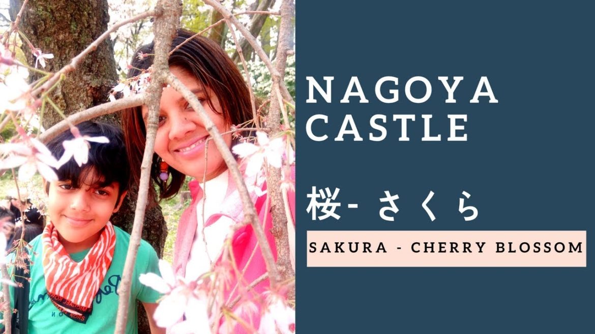 NAGOYA CASTLE 🇯🇵  | MUST VISIT SPOT FOR HANAMI - SAKURA VIEWING | JAPAN CHERRY BLOSSOM