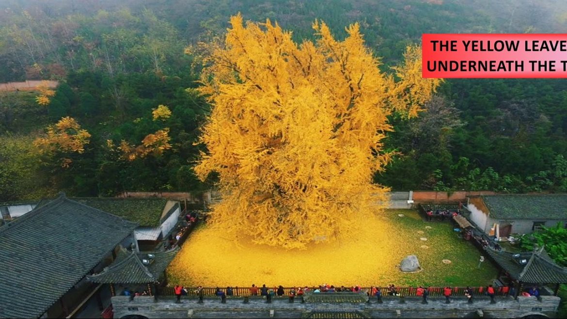 Golden Leaves Under💐💝 The 1,400-Year-Old Chinese 💫🍁Ginkgo Tree Golden Leaves Under💐💝 The 1,400-Year-Old Chinese 💫🍁Ginkgo Tree