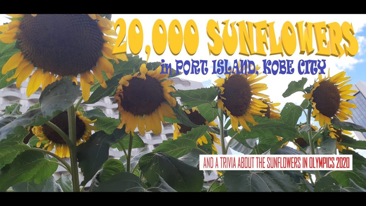 20,000 SUNFLOWERS IN KOBE, JAPAN |  ひまわり広場 | SUNFLOWERS IN JAPAN | SUNFLOWER: Summer Flowers
