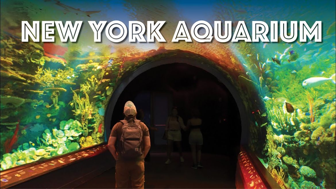 New York Aquarium Tour (Sea Lion Show, Sharks, Penguins & More) in Coney Island, Brooklyn, NY