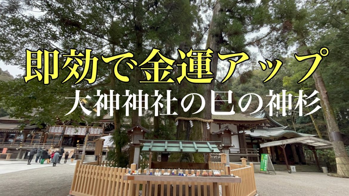 【即効金運アップ／お金の流れ】大神神社の巳の神杉　#shorts