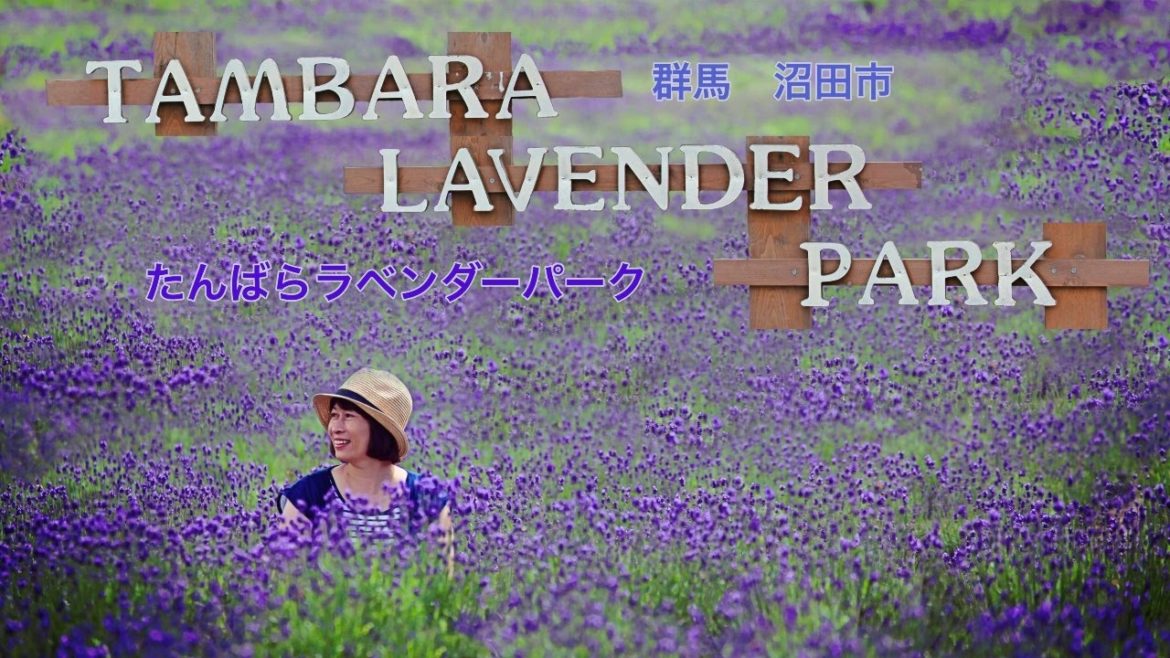 群馬 たんばらラベンダーパーク2022 (癒やしと涼しさ求めにぎわう)THE JOURNEY OF FLOWERS 29