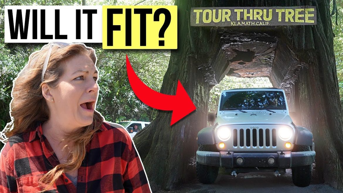 Redwood National Park is PERFECT for Families // RVing with Kids Redwood National Park is PERFECT for Families // RVing with Kids