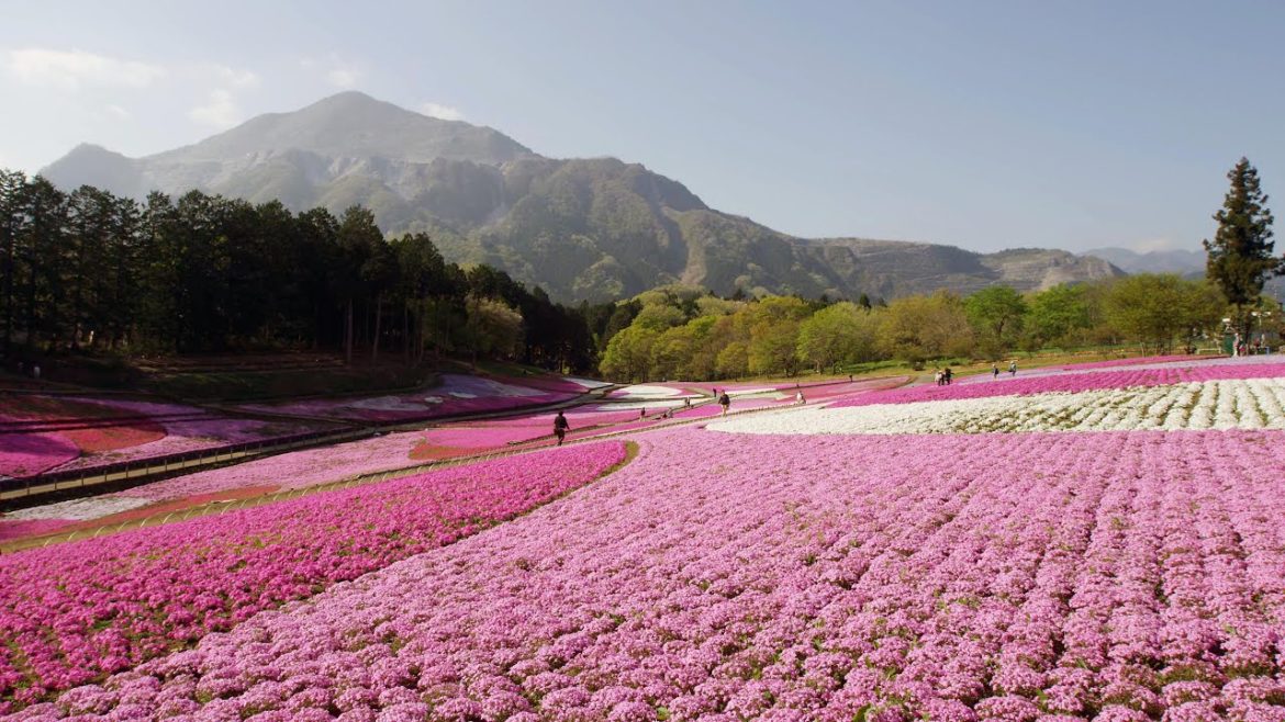 [ 4K Ultra HD ] 羊山公園の芝桜 Moss phlox hills in Hitusjiyama-park (Shot on RED EPIC)